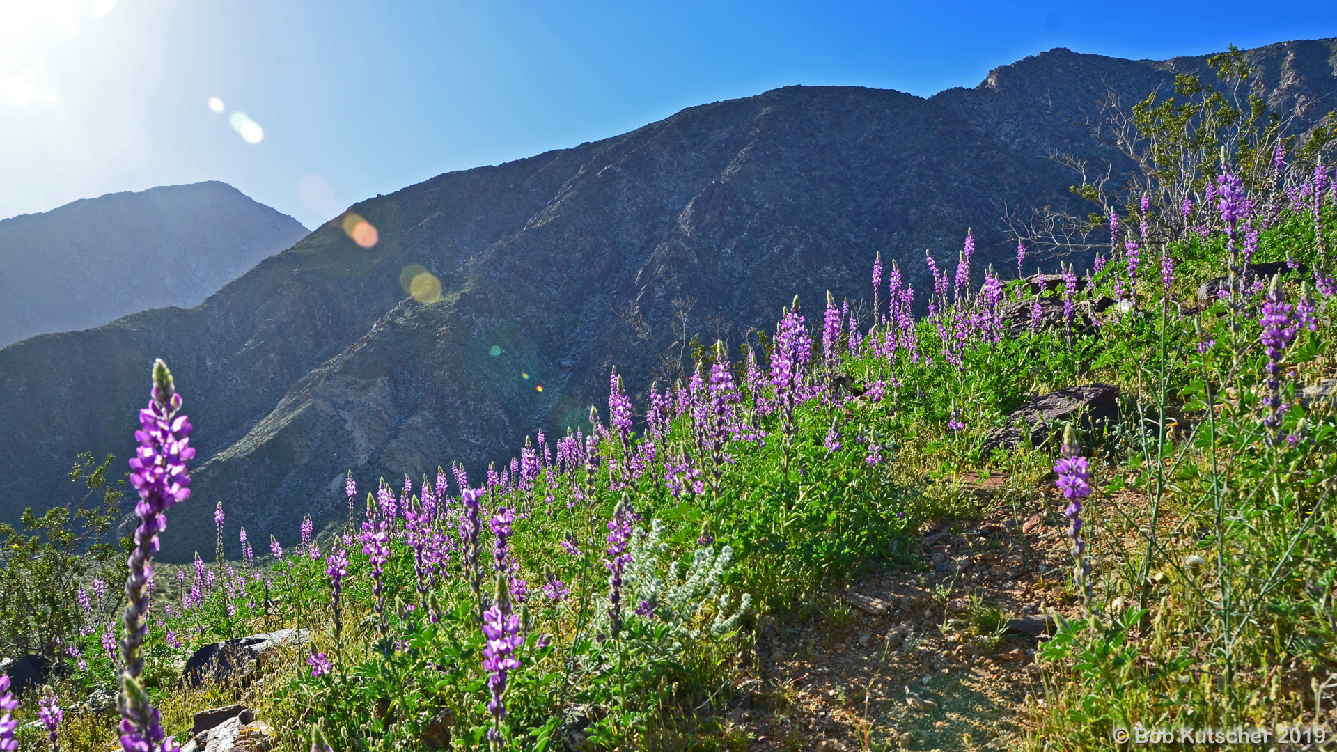 Borrego Springs, CA Superbloom 2019